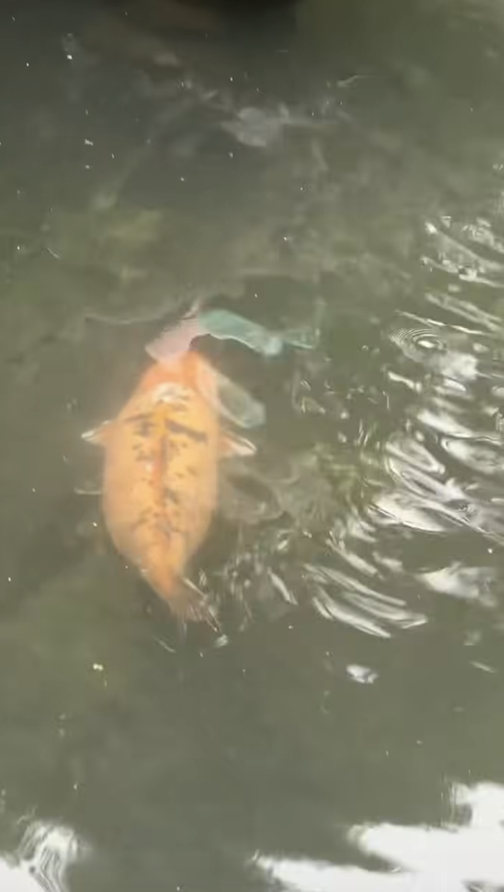 mua vàng - Ảnh 4.