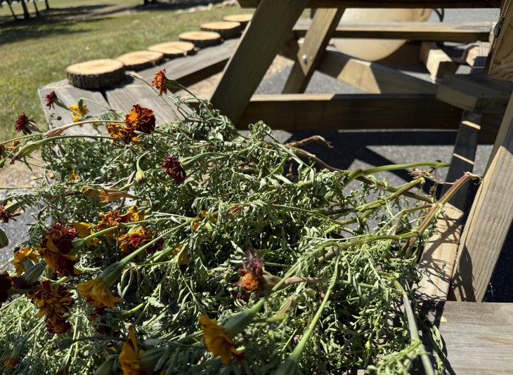 con rắn - Ảnh 1.