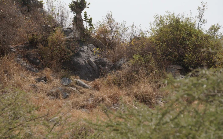 Thiên tài mới thấy con thỏ ẩn giấu ở đâu - Ảnh 12.