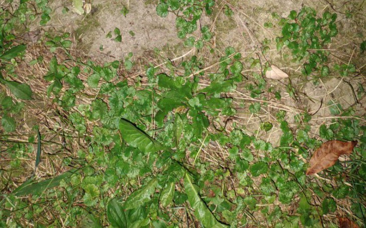 Quiz: Thói quen ăn uống nói gì về con người bạn? - Ảnh 4.