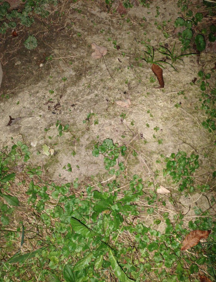 90% người không thấy con ếch ẩn giấu ở đâu? - Ảnh 1.