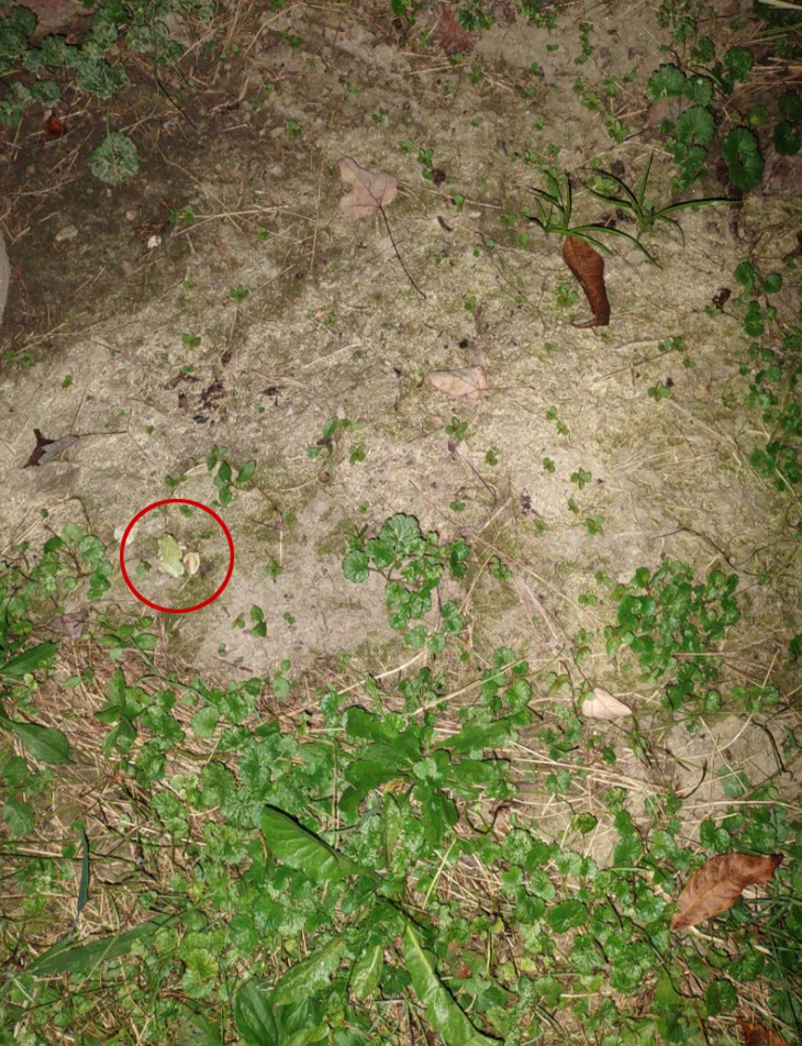 90% người không thấy con ếch ẩn giấu ở đâu? - Ảnh 2.