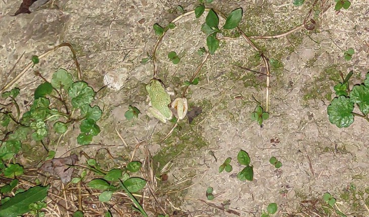 90% người không thấy con ếch ẩn giấu ở đâu? - Ảnh 3.