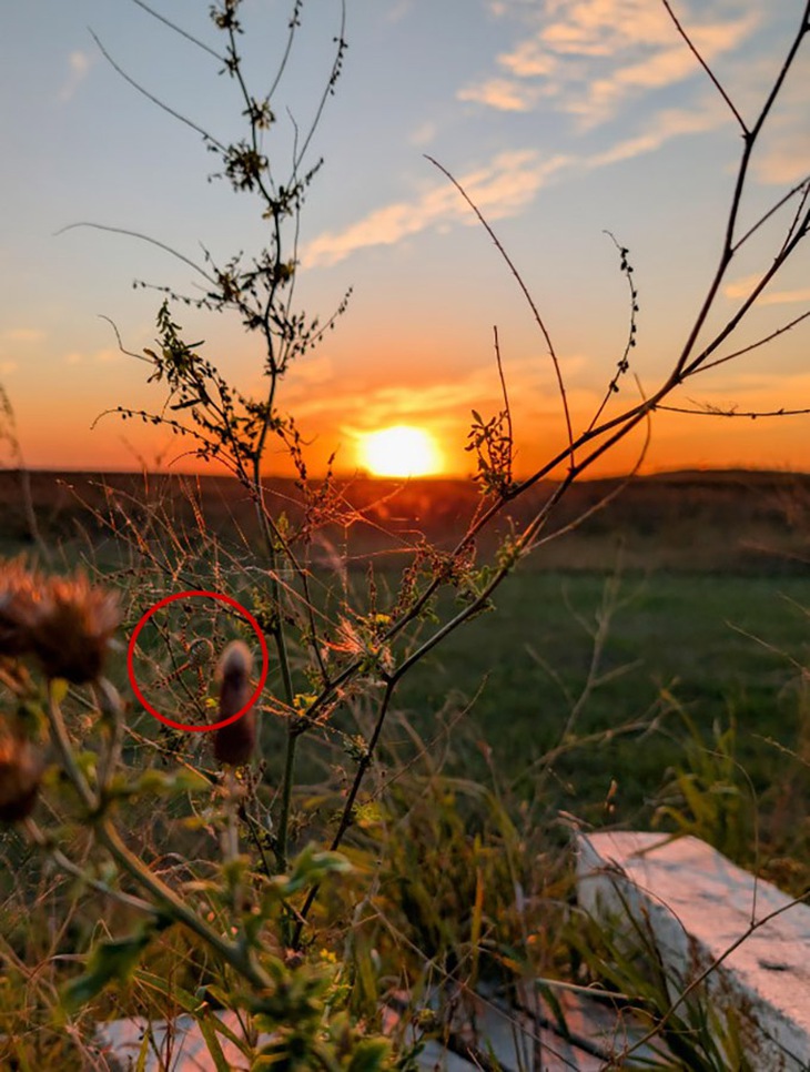 con nhện - Ảnh 2.