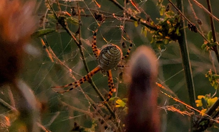 con nhện - Ảnh 3.