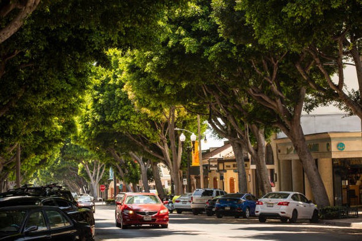 rễ cây - Ảnh 2.