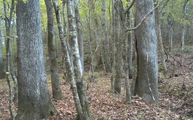 Thiên tài mới thấy con thỏ ẩn giấu ở đâu - Ảnh 7.