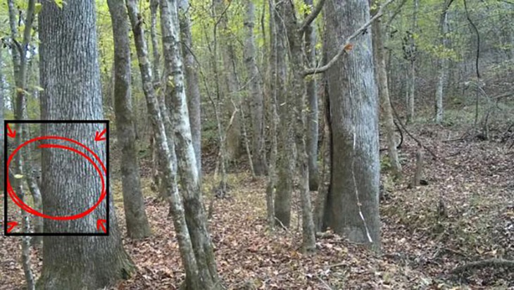 con hươu  - Ảnh 2.