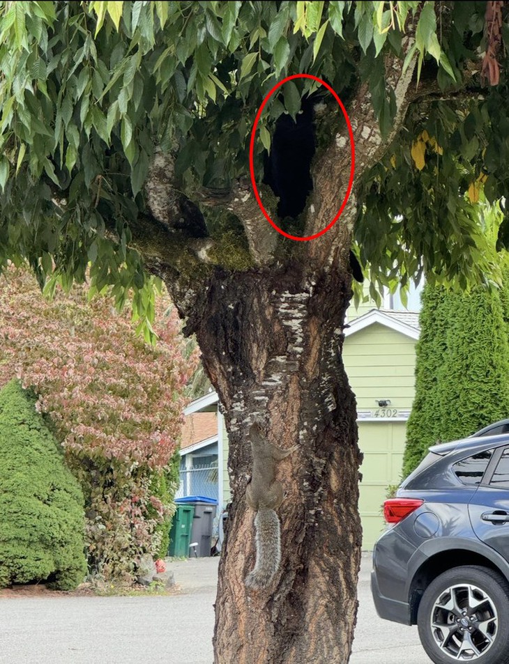 con hươu  - Ảnh 4.