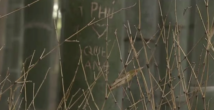 du khách - Ảnh 1.