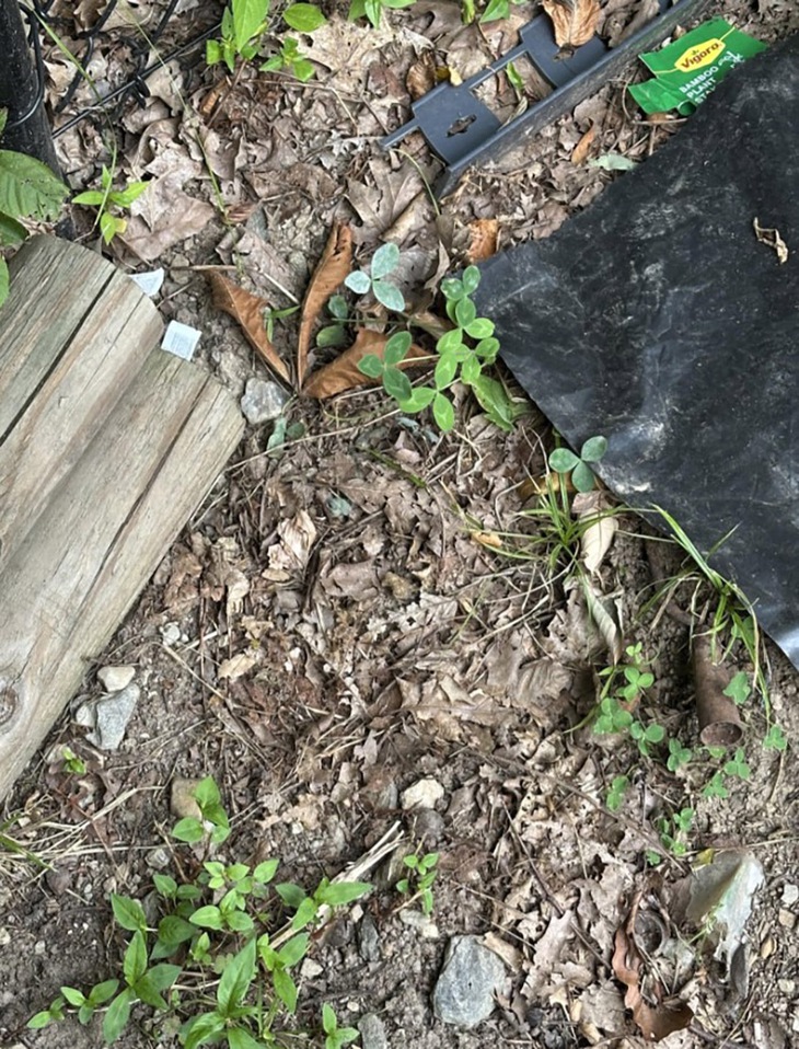 Thử tài tinh mắt: Con cóc ở đâu? - Ảnh 1.