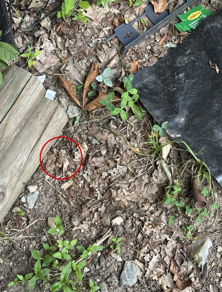 Thử tài tinh mắt: Con cóc ở đâu? - Ảnh 2.