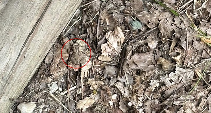 Thử tài tinh mắt: Con cóc ở đâu? - Ảnh 3.