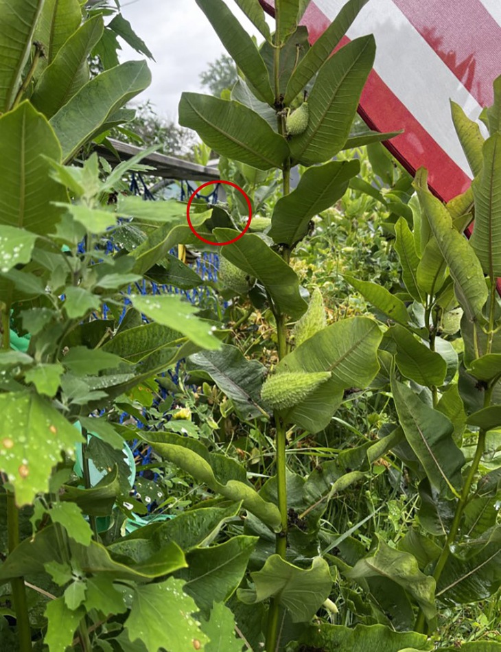 Mắt cú vọ mới thấy con ếch ở đâu - Ảnh 2.