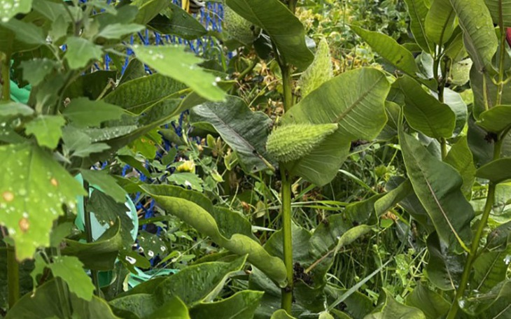 Ảo ảnh thị giác: 99% người không thấy con voi - Ảnh 4.