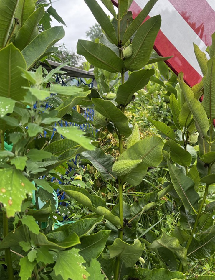 Mắt cú vọ mới thấy con ếch ở đâu - Ảnh 1.