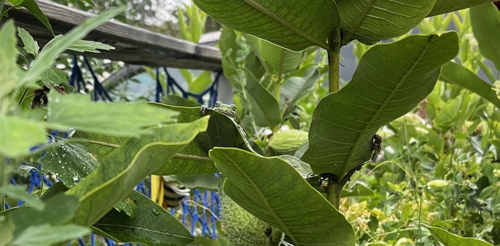 Mắt cú vọ mới thấy con ếch ở đâu - Ảnh 3.