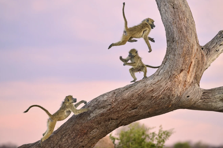 hài hước - Ảnh 3.