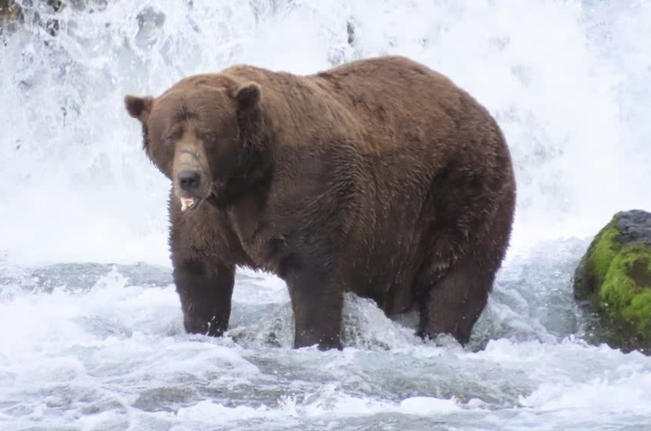 Chú gấu nặng 545kg thành nhà vô địch... béo nhất - Ảnh 1.