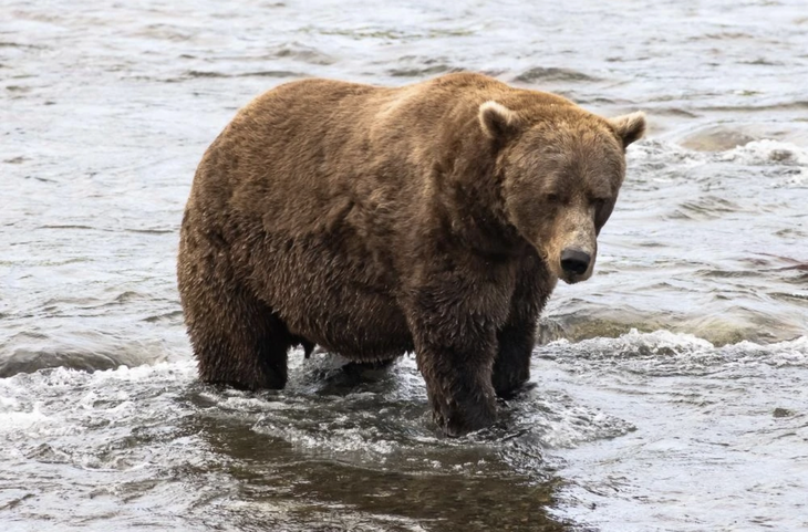 Chú gấu nặng 545kg thành nhà vô địch... béo nhất - Ảnh 2.