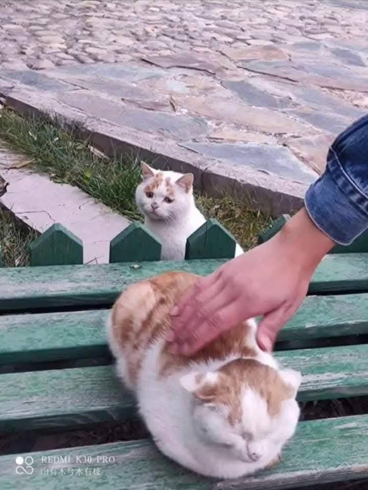 Ảnh vui 4-10: 'Hôm nọ khách hàng đòi thịt tươi hơn?!' - Ảnh 6.