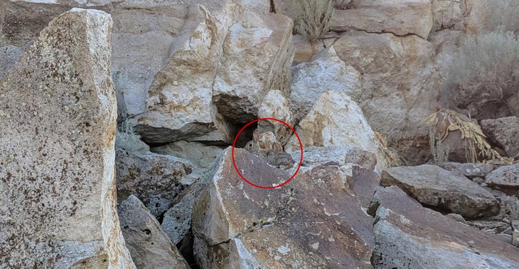 con thỏ - Ảnh 2.