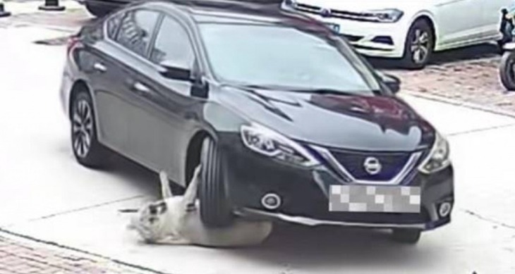 chú chó - Ảnh 1.