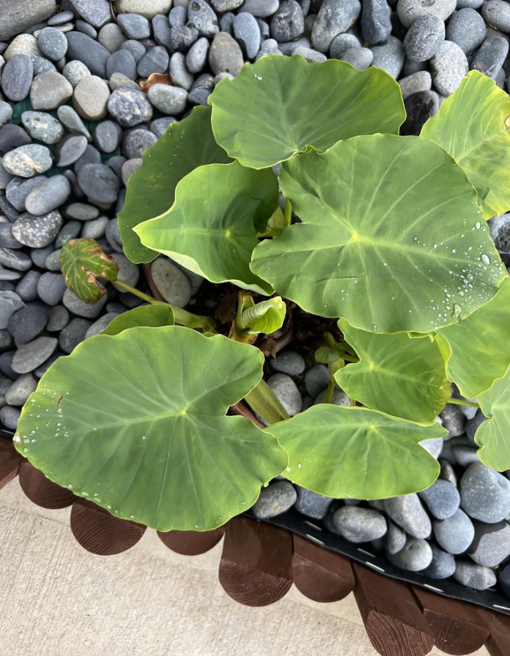 con ếch - Ảnh 1.