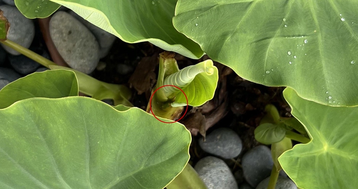 con ếch - Ảnh 2.