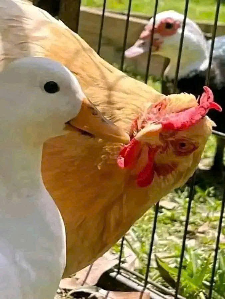 Thổ Địa - Ảnh 3.