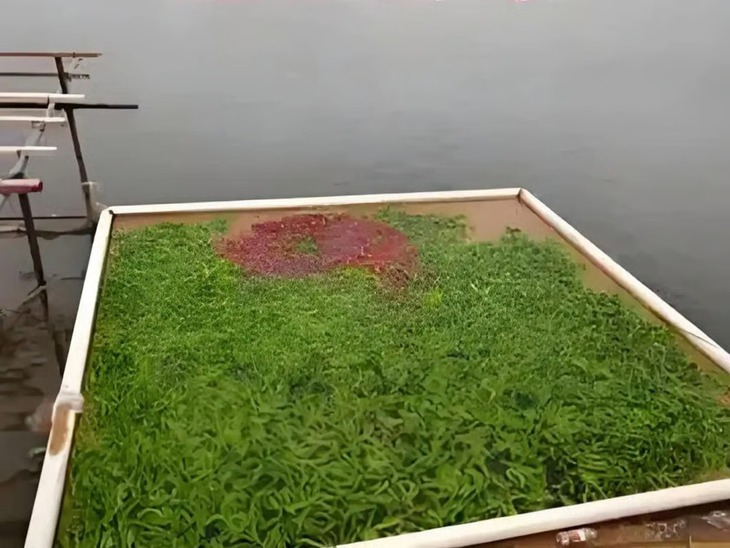 Chủ ao Trung Quốc cho cá ăn hơn 5 tấn ớt mỗi ngày - Ảnh 2.