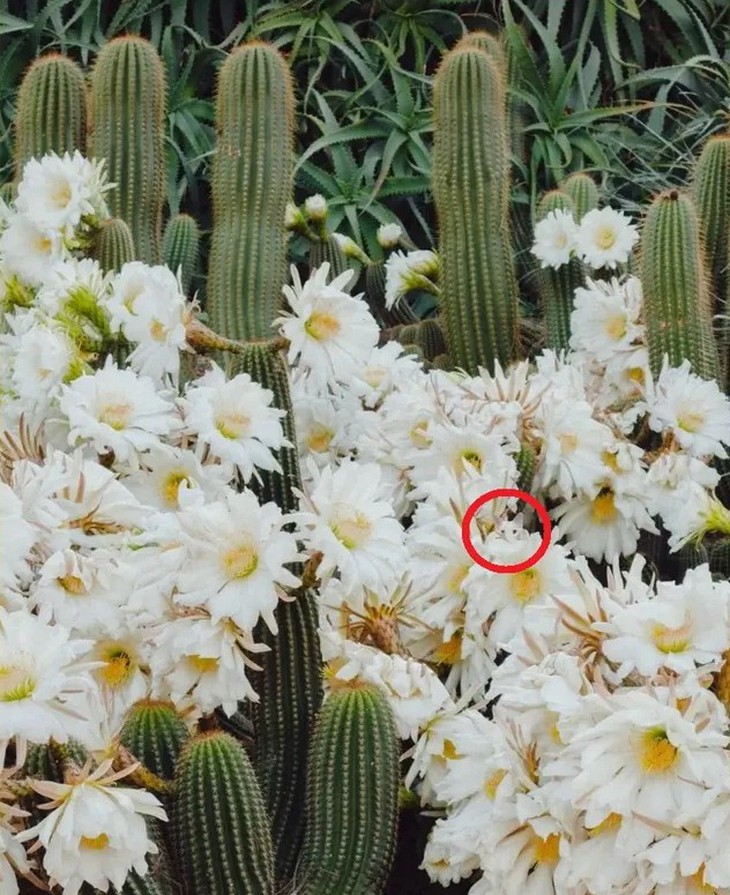 ẩn giấu - Ảnh 4.