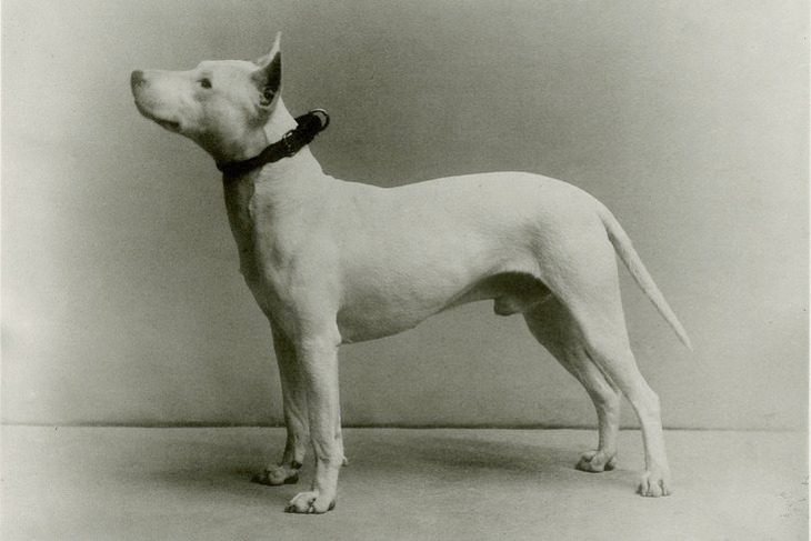 Cậu Vàng - Ảnh 1.