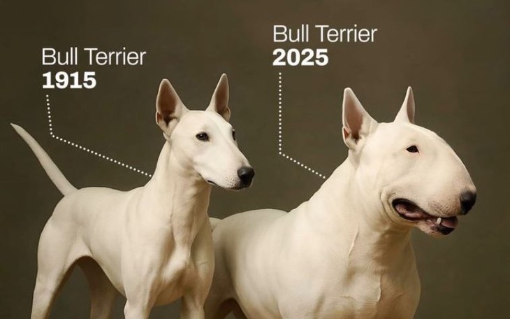 Khách Tây lạy chủ quán vì món ăn ngon quá - Ảnh 6.