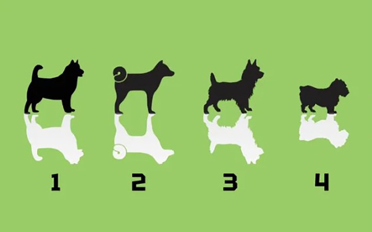 Quiz: Hình dáng ngón cái tiết lộ nhiều điều về con người thật của bạn - Ảnh 7.