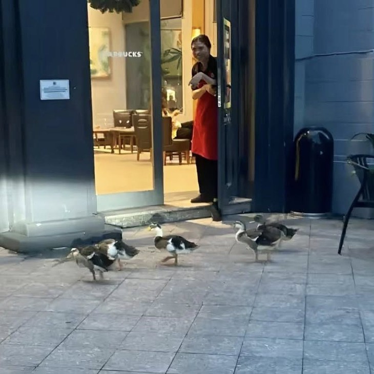 đàn vịt - Ảnh 2.