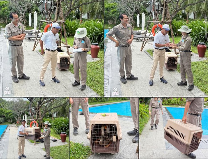 đàn vịt - Ảnh 3.