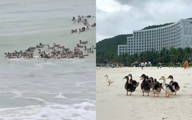 Bị phạt hơn 400 triệu đồng vì nuôi 79 con chó - Ảnh 2.