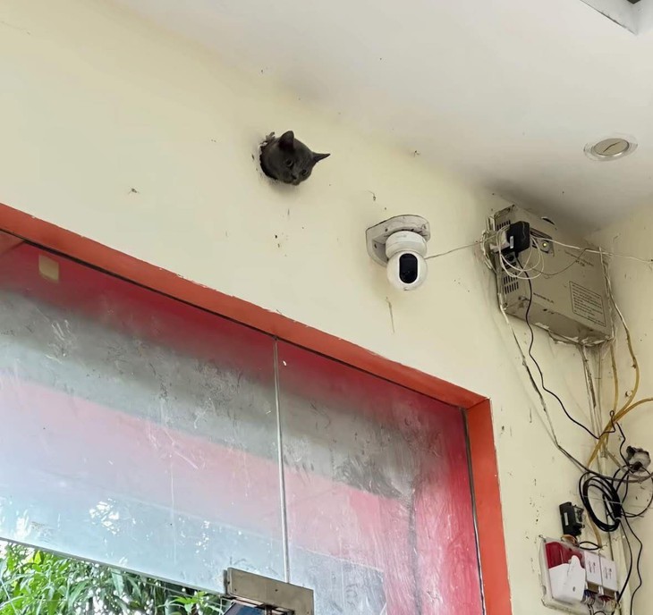 Cậu Vàng - Ảnh 5.