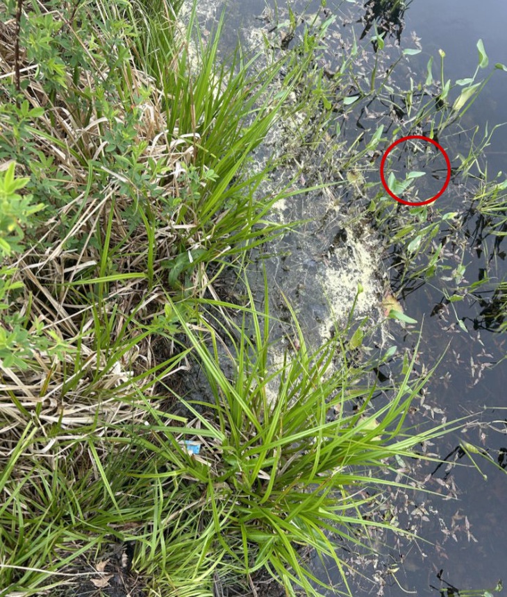 con ếch - Ảnh 2.