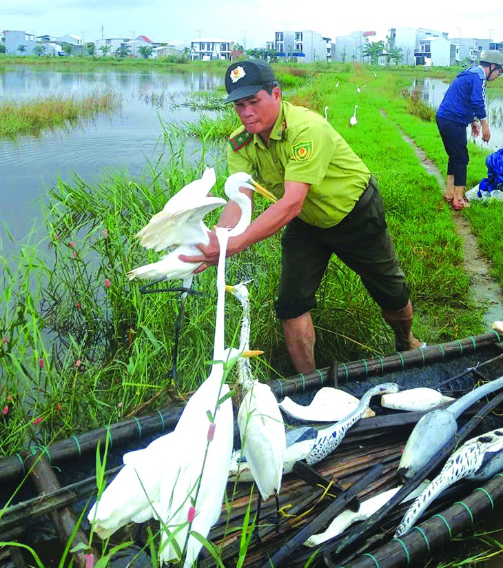 chim trời - Ảnh 4.