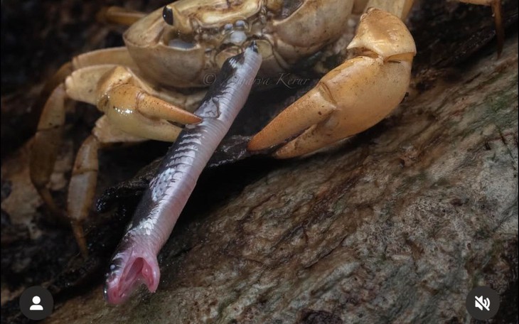 Đám cưới tan tác chỉ vì hai họ lao vào giành... gà rán - Ảnh 3.