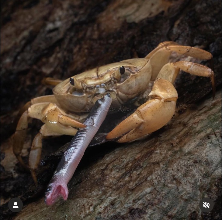 rắn cạp nia - Ảnh 1.