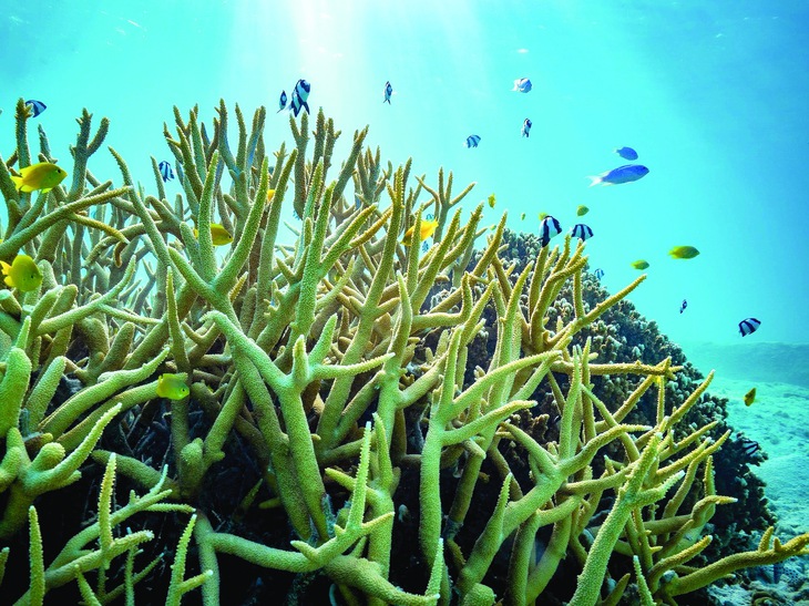 biến đổi khí hậu - Ảnh 1.