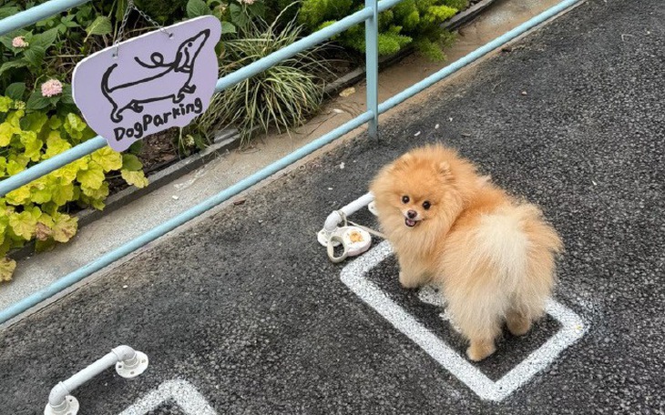 Luật sư Trung Quốc lên sóng livestream vì... ế ẩm - Ảnh 5.