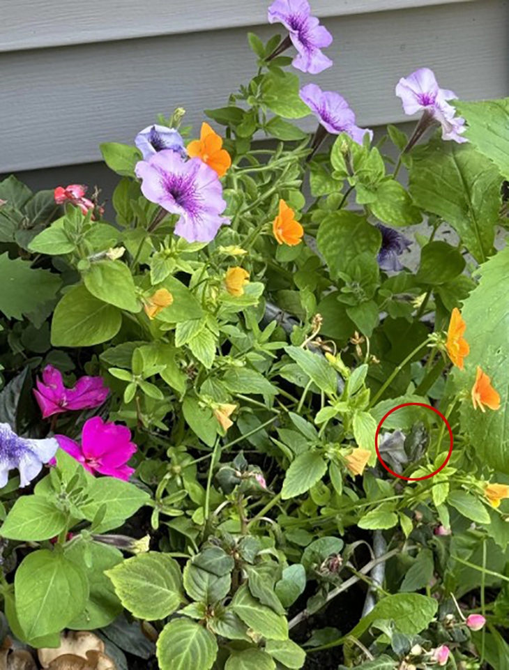 con ếch - Ảnh 2.