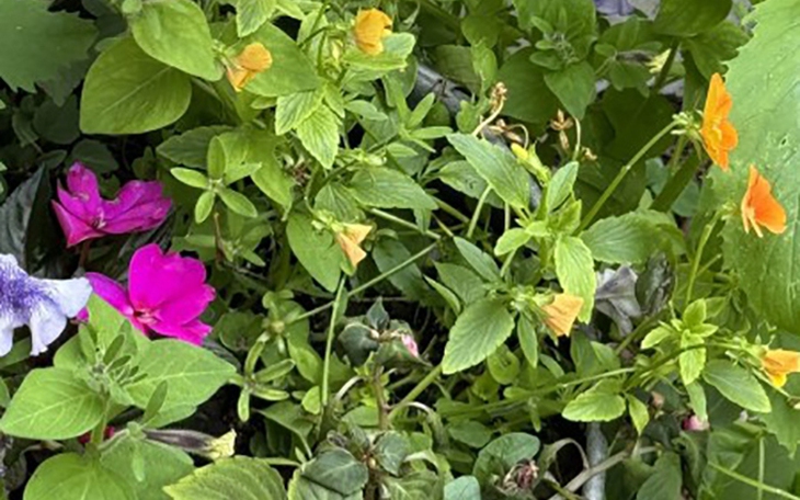 Quiz: Lựa chọn ngôi nhà phản ánh ưu thế và khả năng vượt trội của bạn - Ảnh 6.