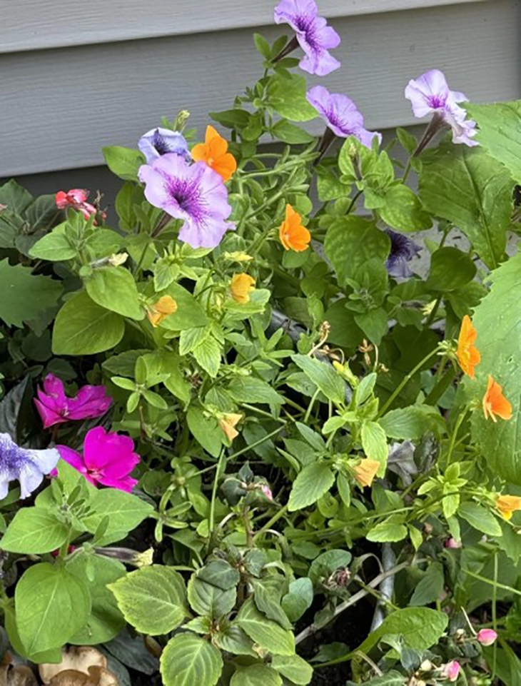 con ếch - Ảnh 1.