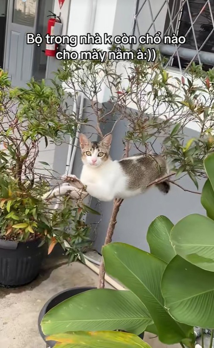 ảnh vui - Ảnh 3.