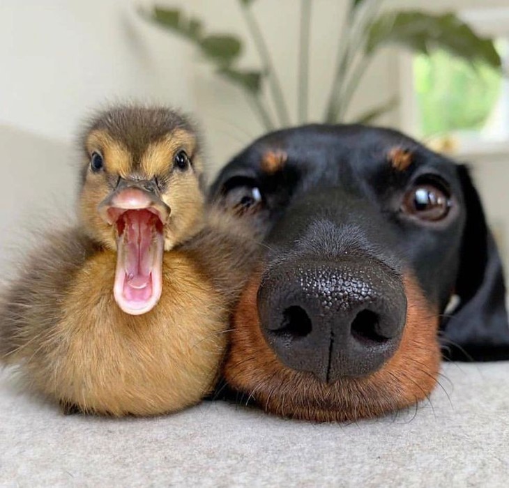 Ảnh vui 21-2: Chiếc xe thị phi nhất lúc này - Ảnh 2.